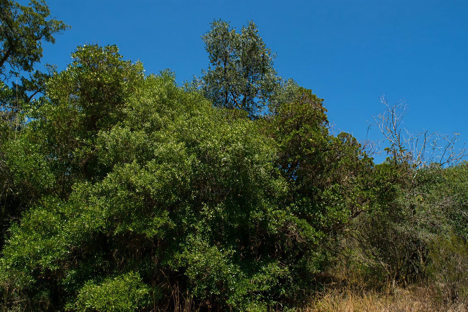 Ardenal da Retorta 1