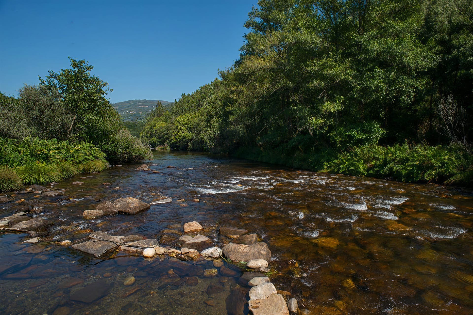 Ardenal da Retorta 3