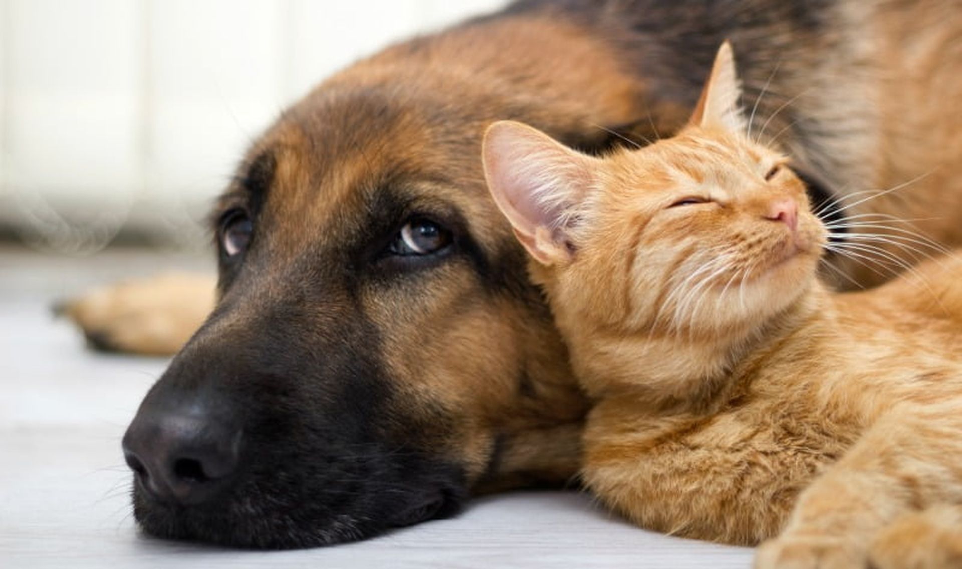 Campanha de Sensibilização e Adopção Animal